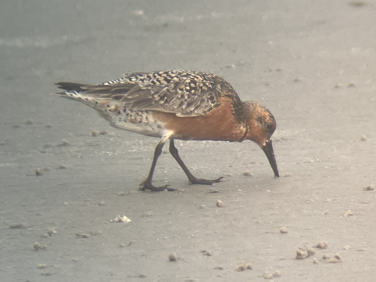 Red Knot - ML619965535
