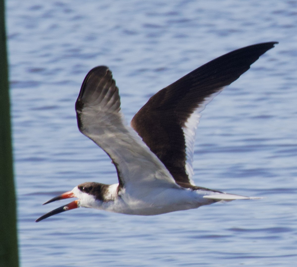 Black Skimmer - ML619965541