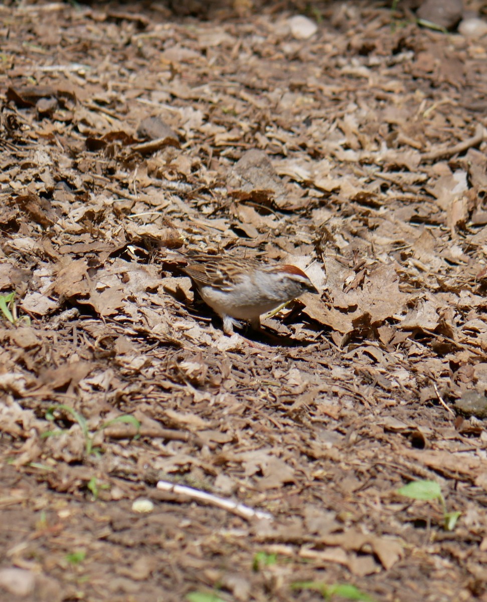 Chipping Sparrow - ML619965552