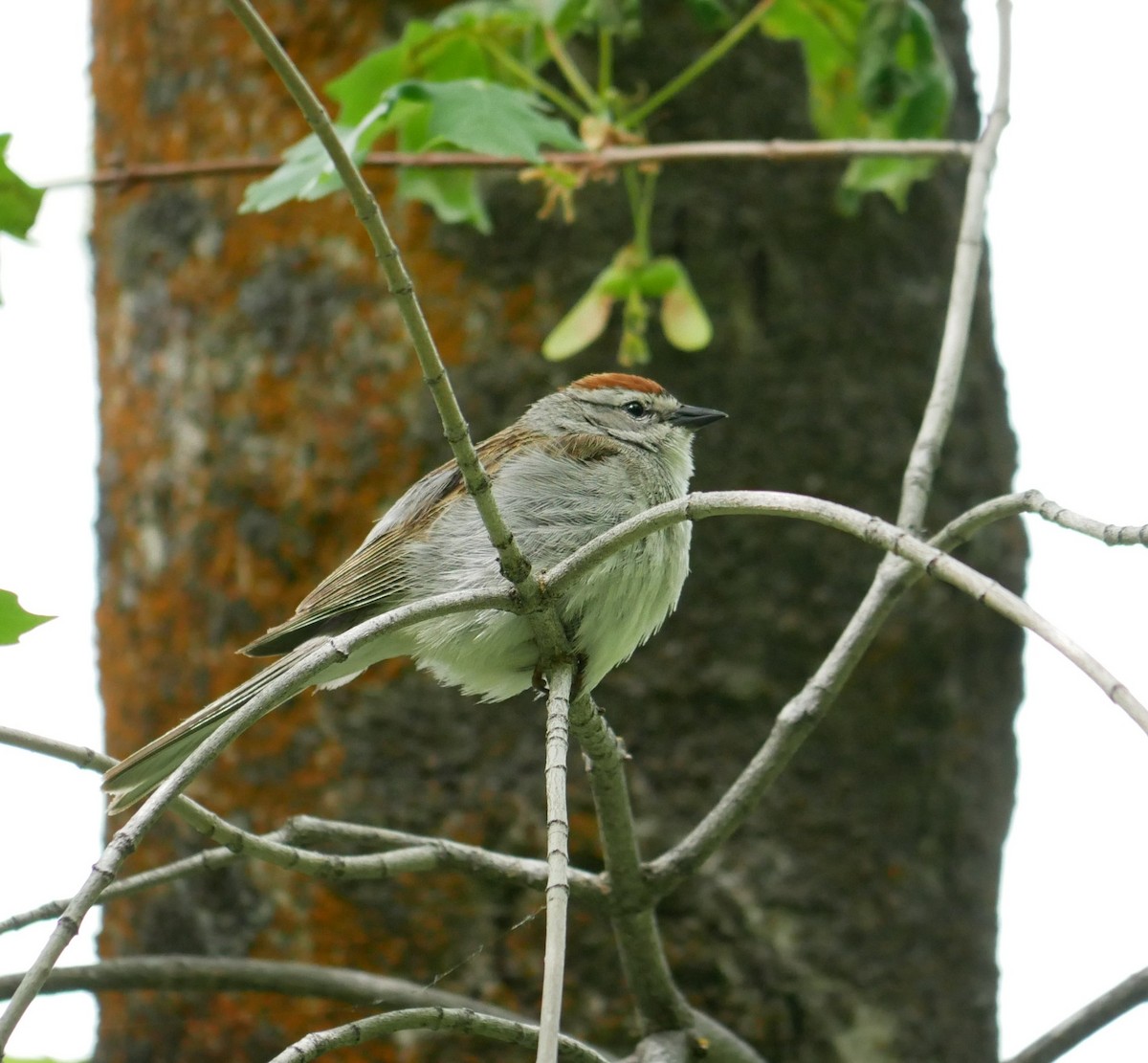 Chipping Sparrow - ML619965553