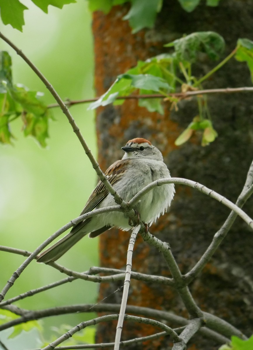 Chipping Sparrow - ML619965554