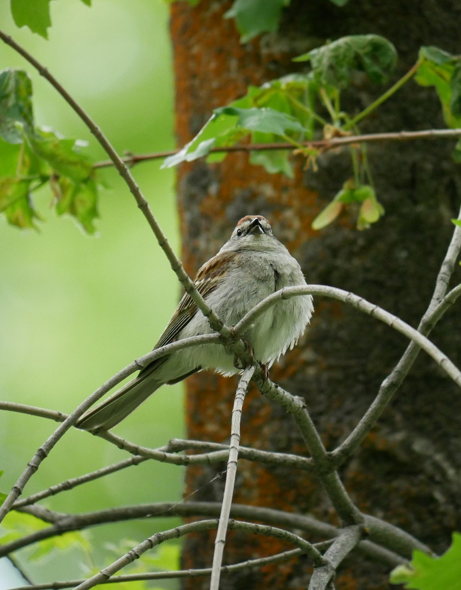 Chipping Sparrow - ML619965556