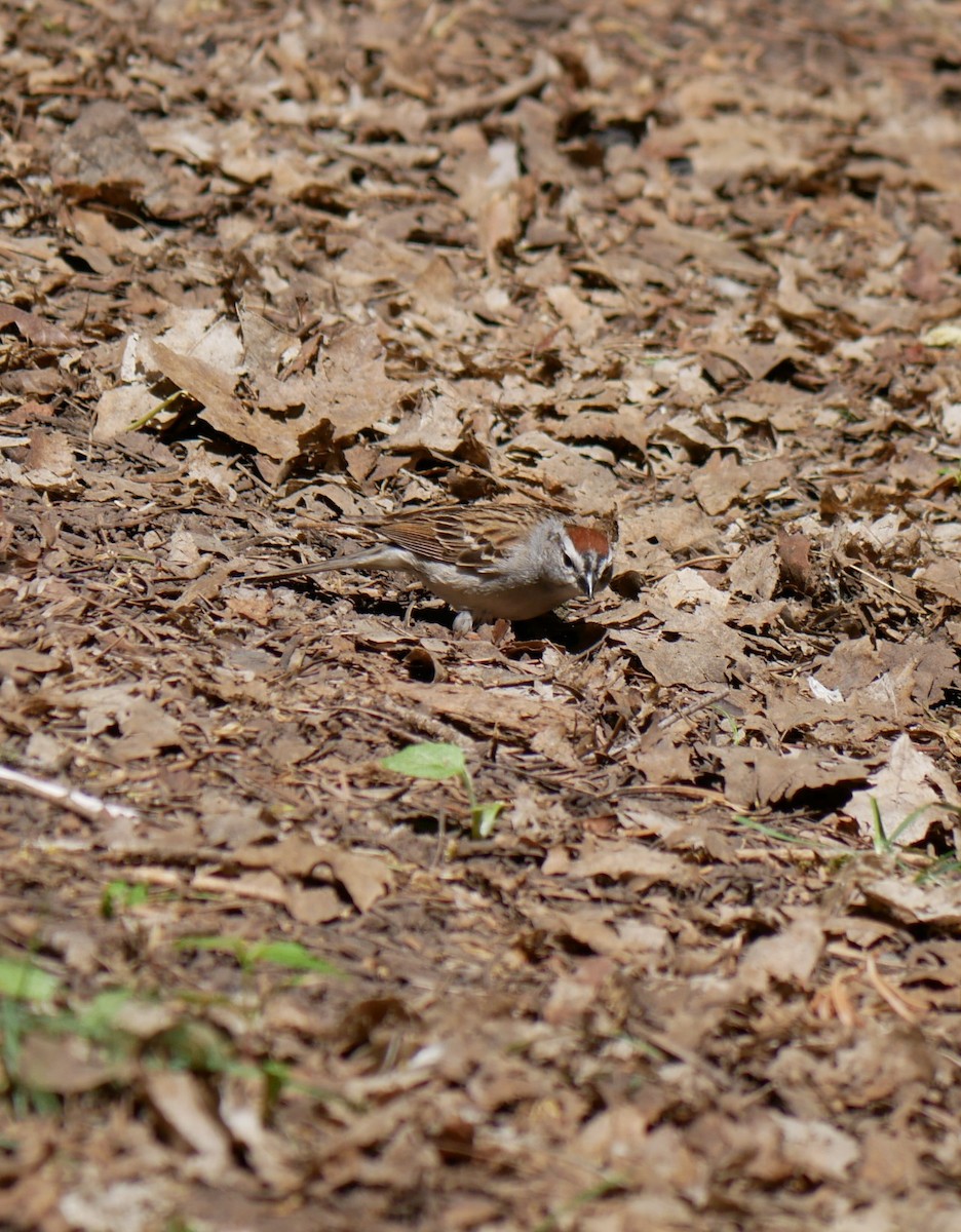 Chipping Sparrow - ML619965557