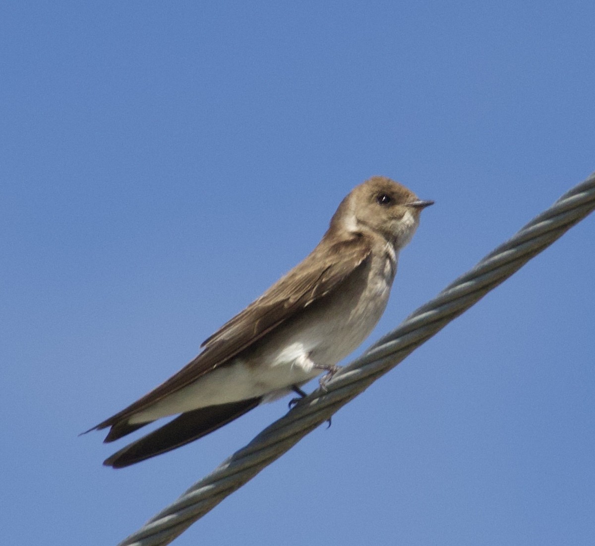 Northern Rough-winged Swallow - ML619965578
