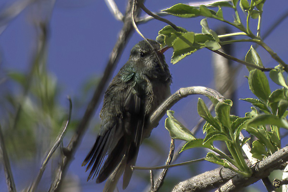 Broad-billed Hummingbird - ML619965592