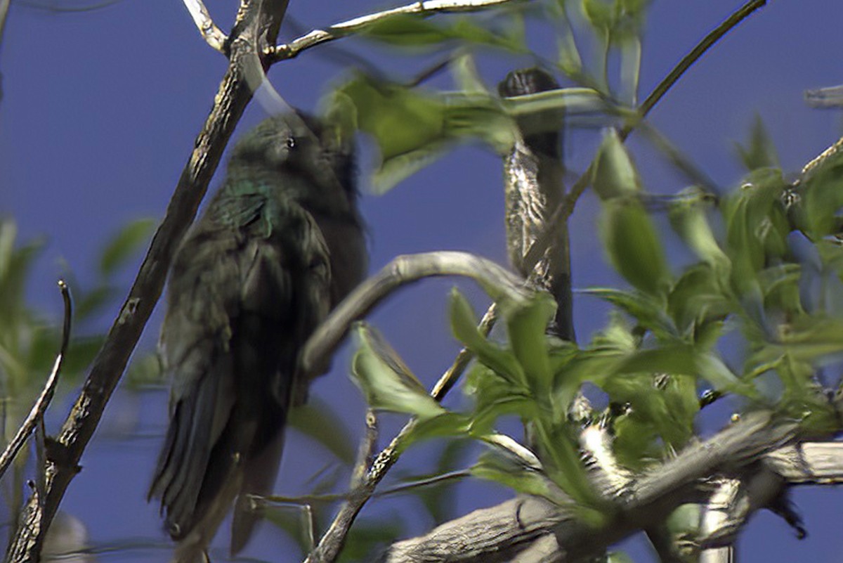 Broad-billed Hummingbird - ML619965593