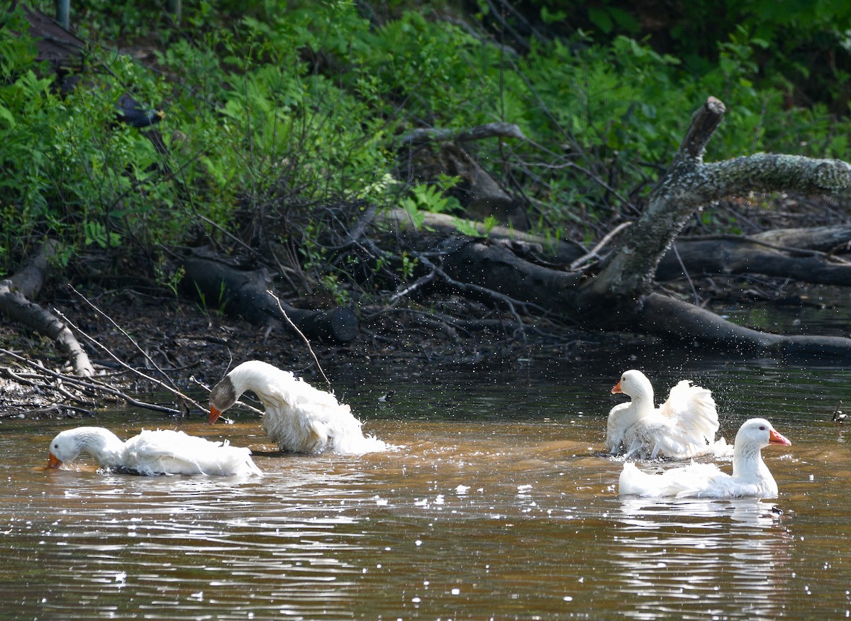 Domestic goose sp. (Domestic type) - ML619965597