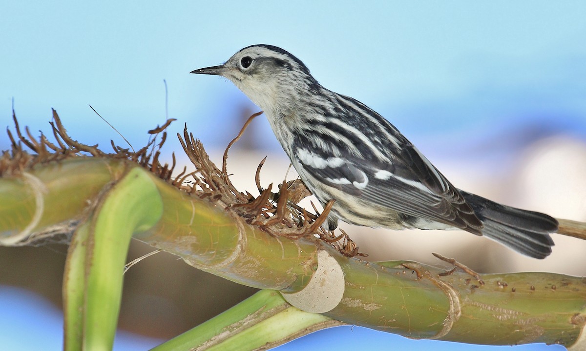 Black-and-white Warbler - ML619965599