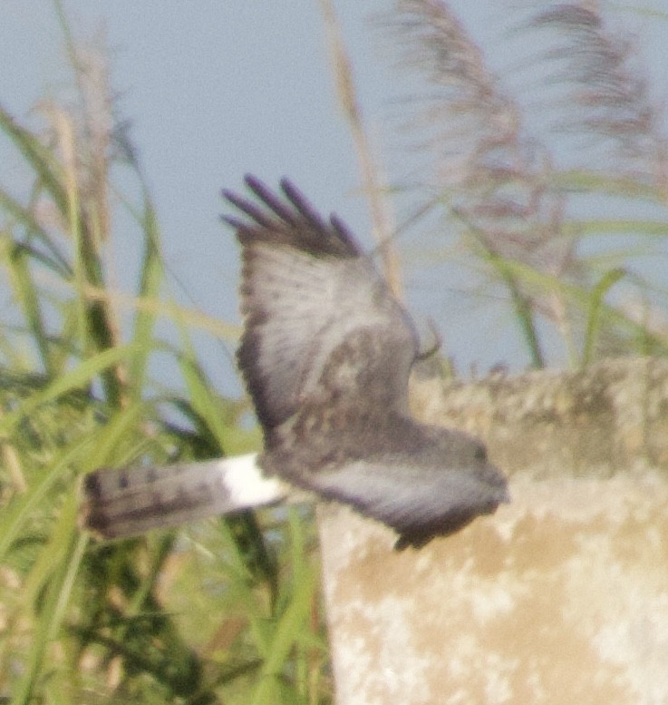 Northern Harrier - ML619965610