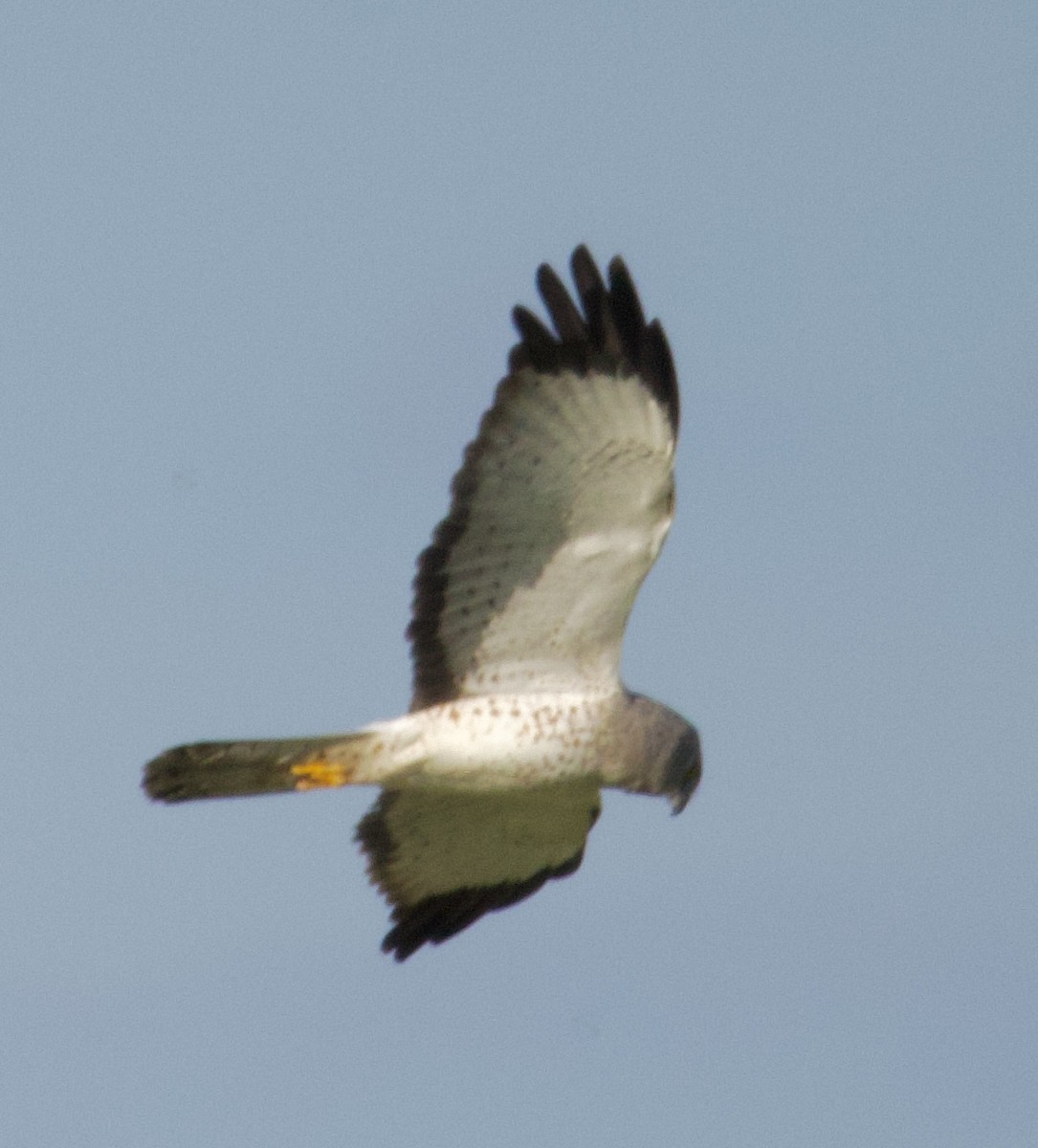 Northern Harrier - ML619965611