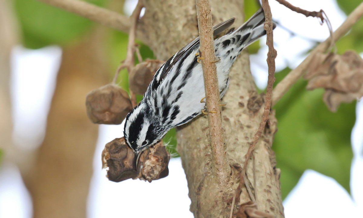 Black-and-white Warbler - ML619965616