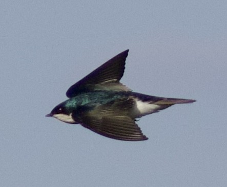 Tree Swallow - ML619965656