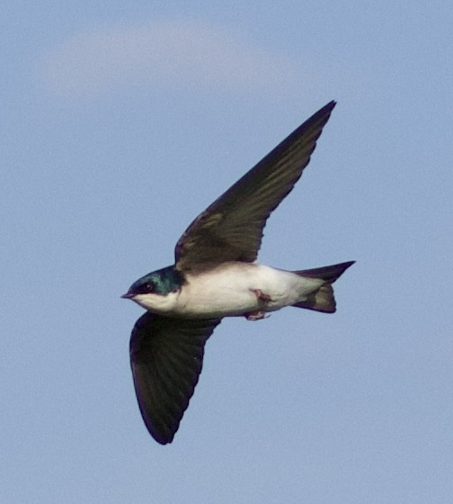 Tree Swallow - Justin Swain