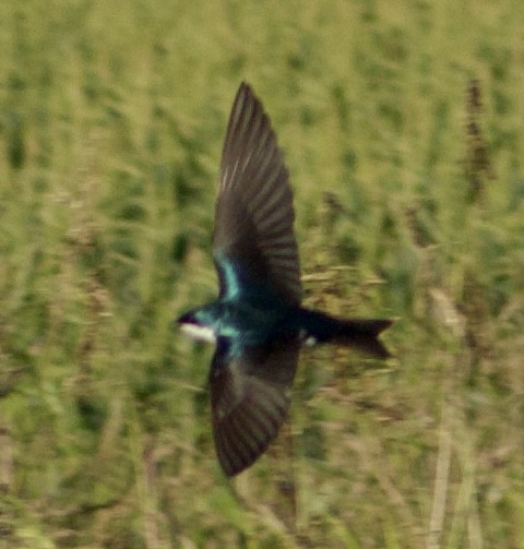 Tree Swallow - ML619965658