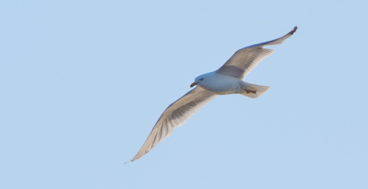 Ring-billed Gull - ML619965662