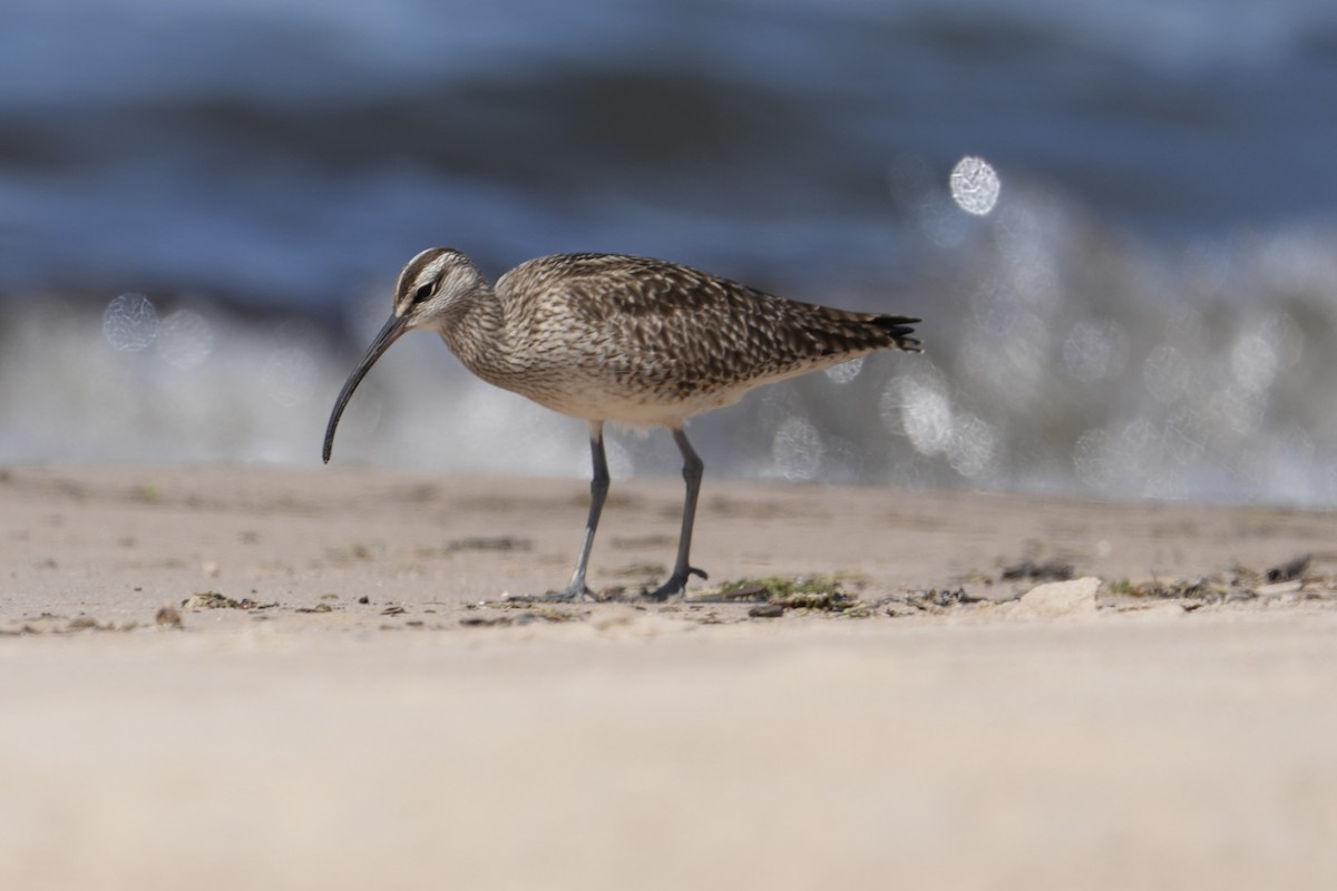 Regenbrachvogel - ML619965674