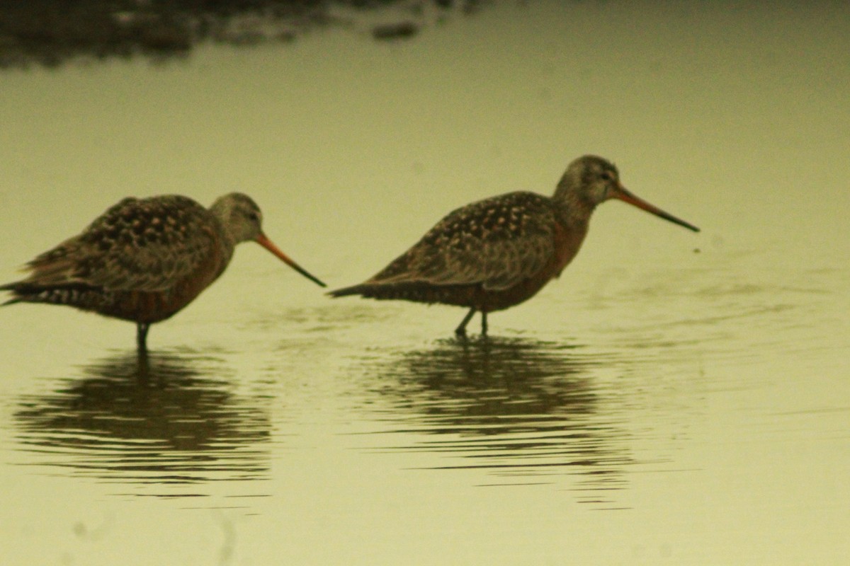 Hudsonian Godwit - ML619965682