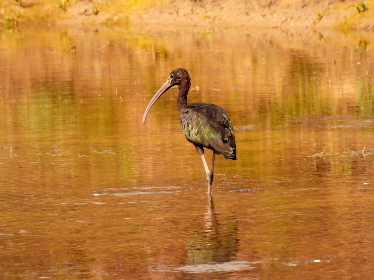 ibis hnědý - ML619965691