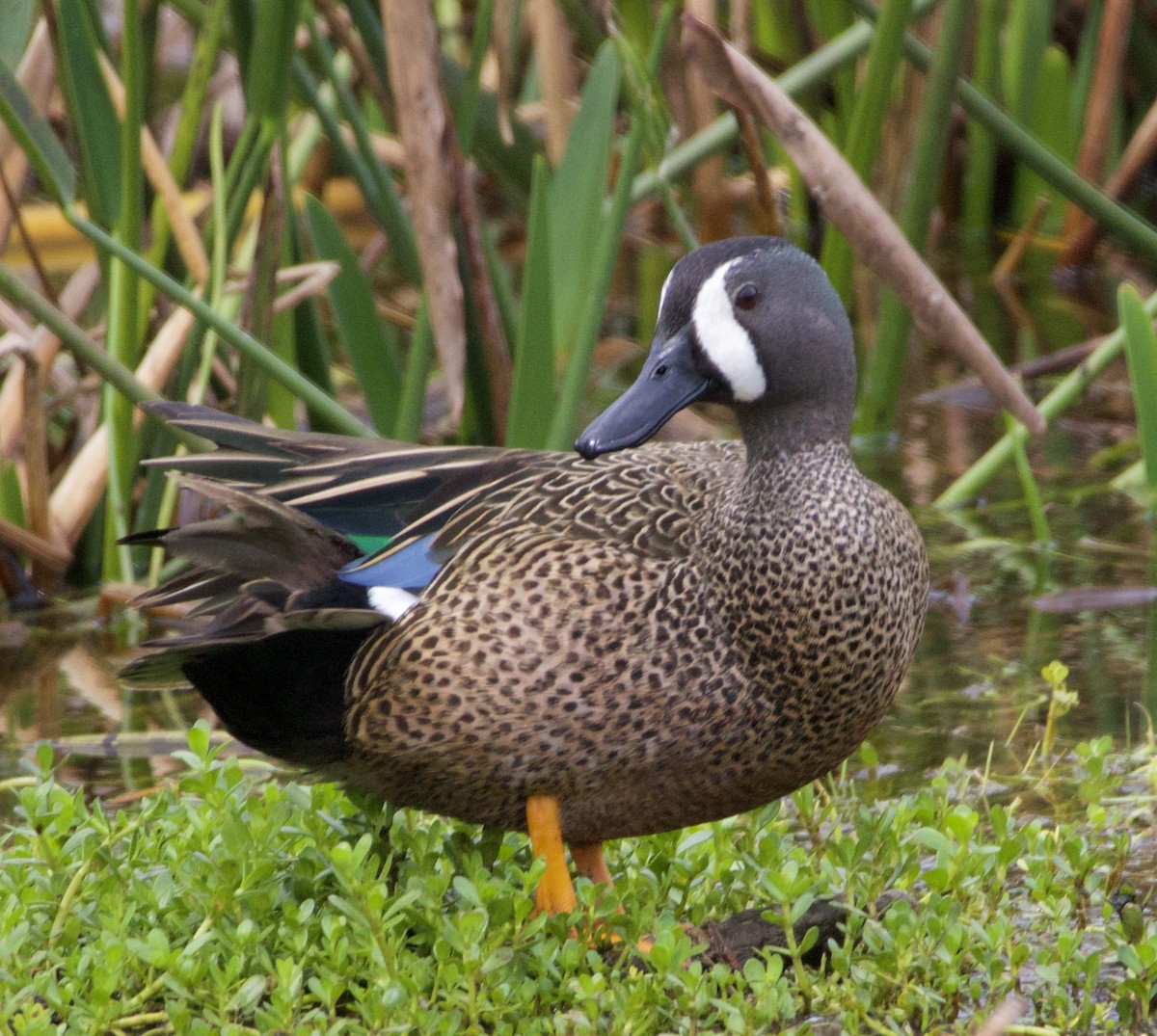 Blue-winged Teal - ML619965700