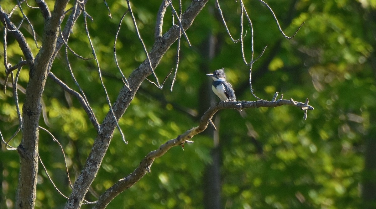 Belted Kingfisher - ML619965708