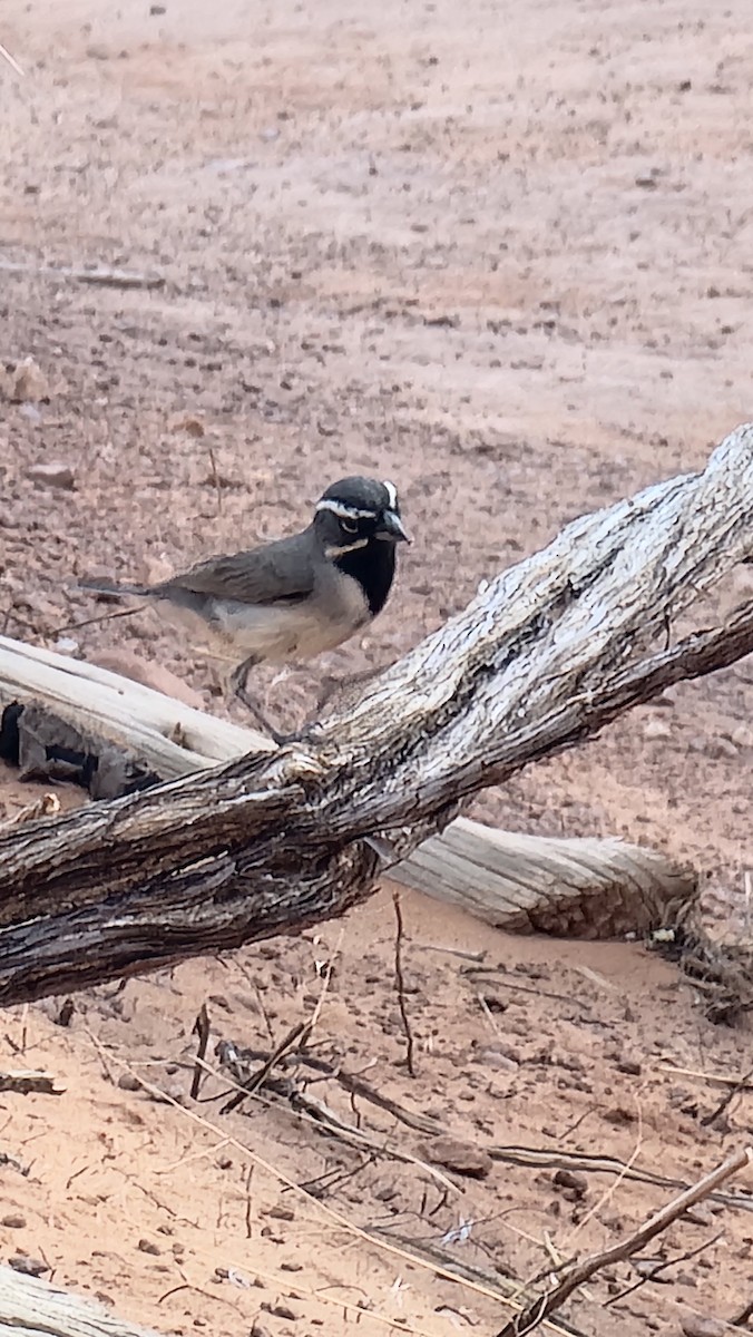 Black-throated Sparrow - ML619965709