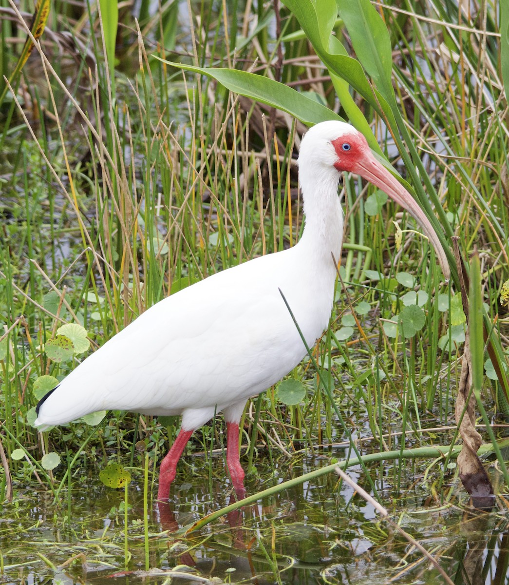 ibis bílý - ML619965711