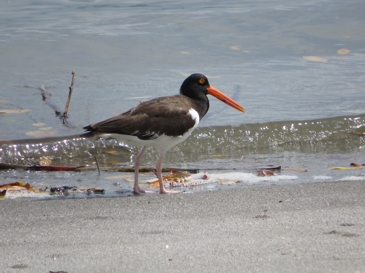 American Oystercatcher - ML619965749