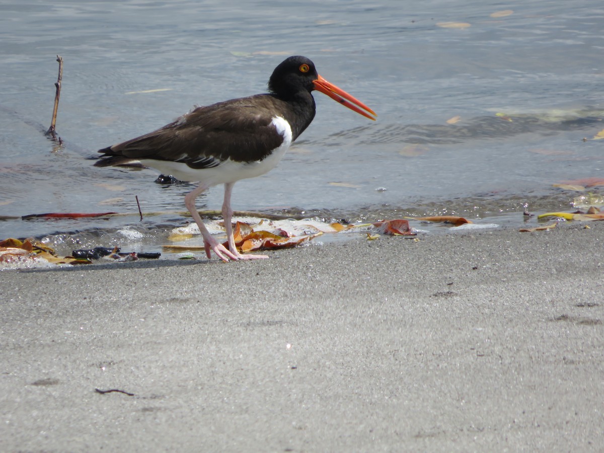 American Oystercatcher - ML619965750