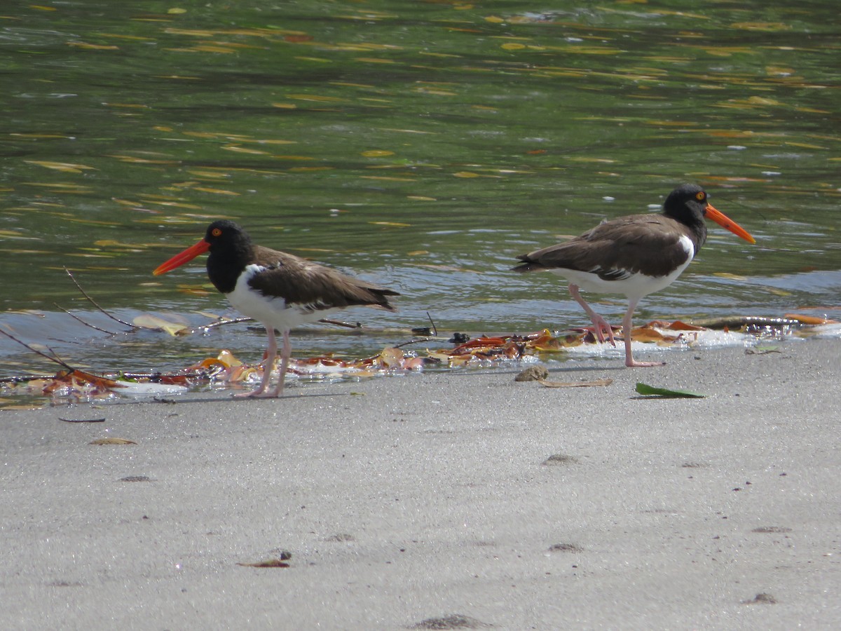 American Oystercatcher - ML619965751