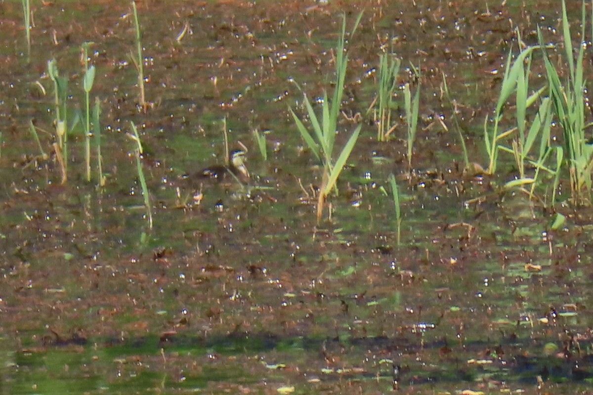 Wood Duck - ML619965762