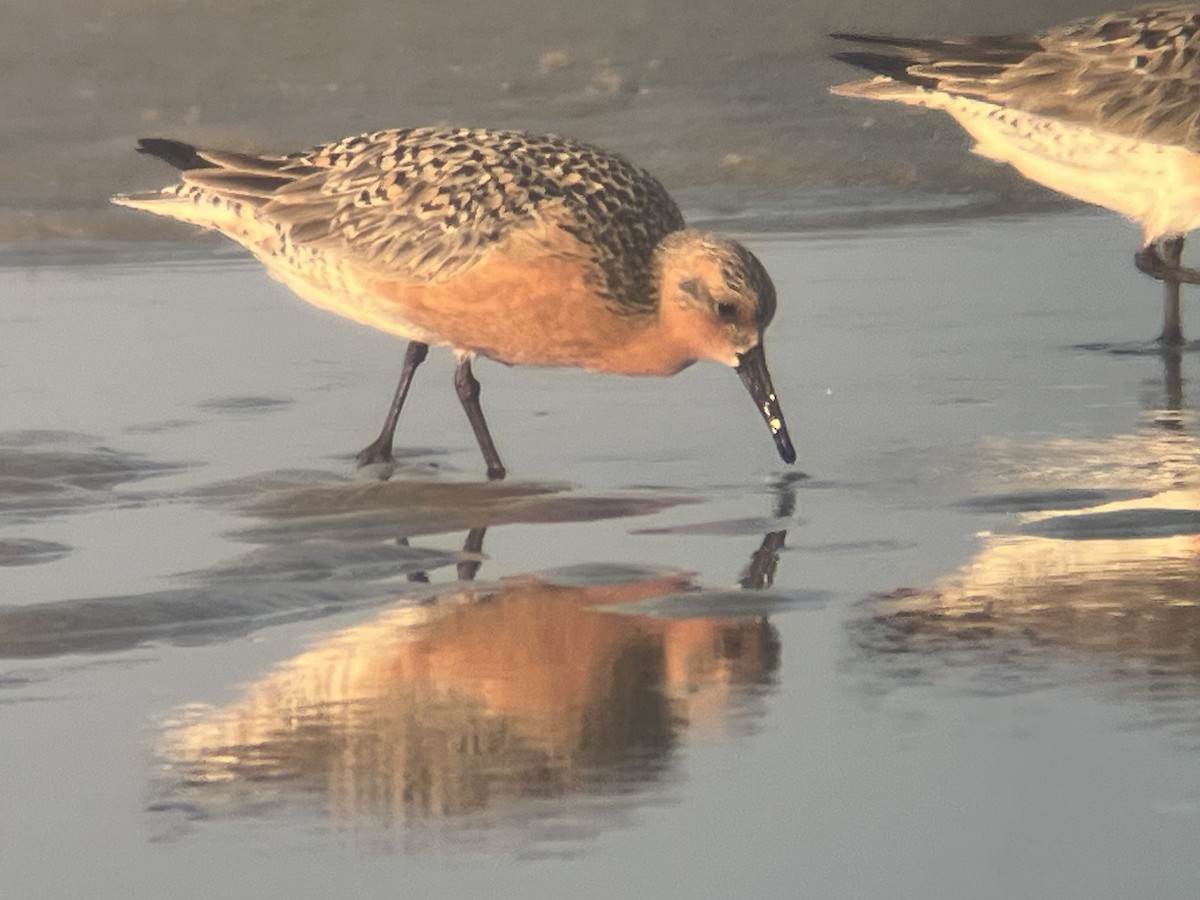 Red Knot - ML619965763