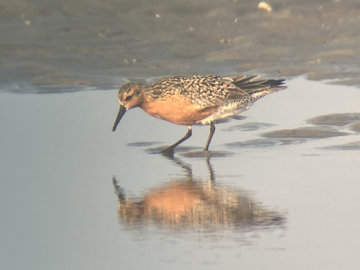 Red Knot - ML619965764