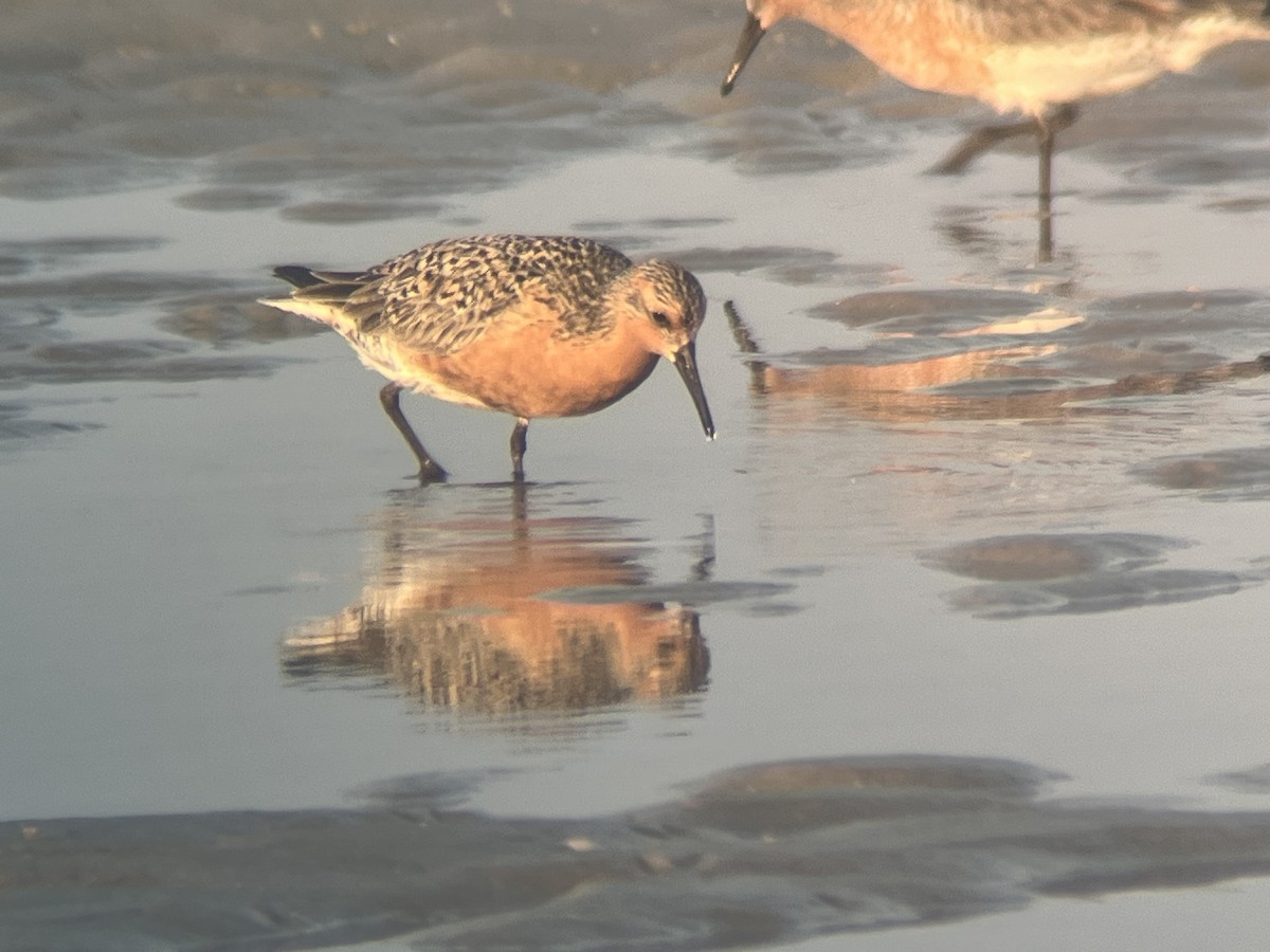 Red Knot - ML619965765
