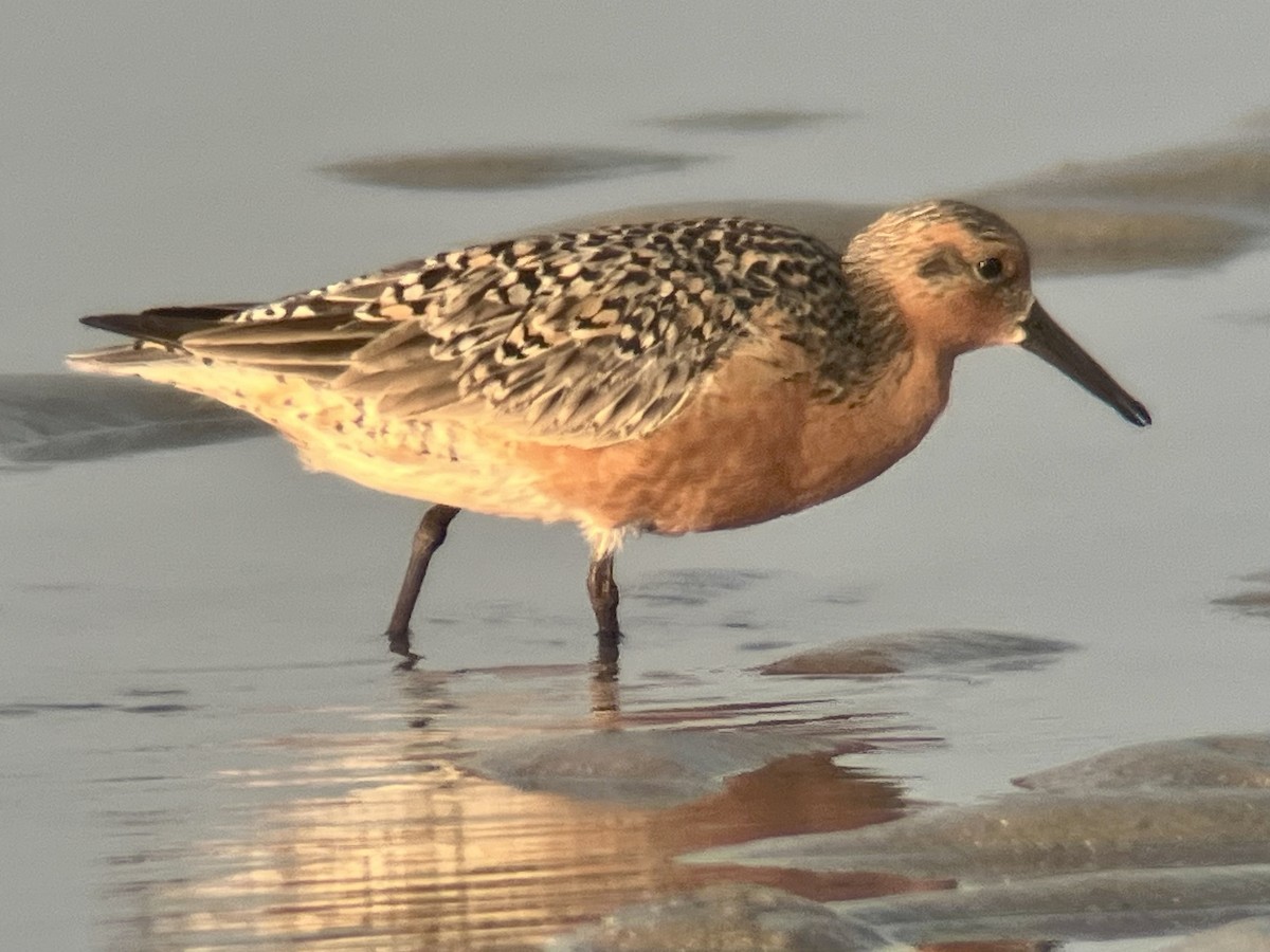 Red Knot - ML619965766
