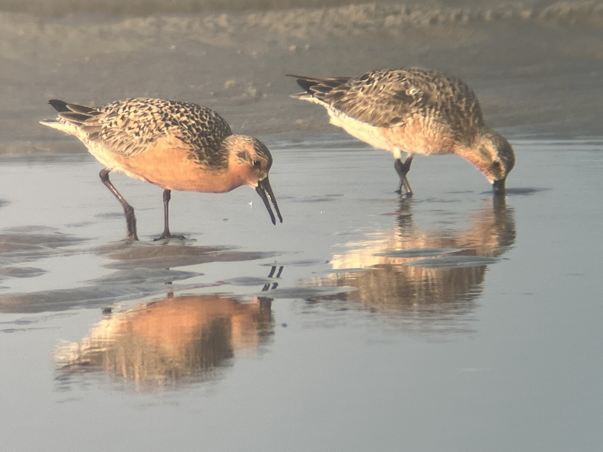 Red Knot - ML619965767