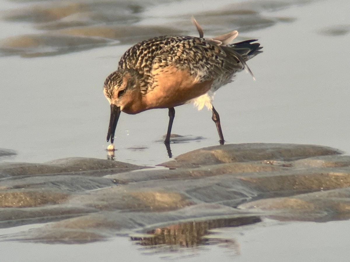 Red Knot - ML619965769