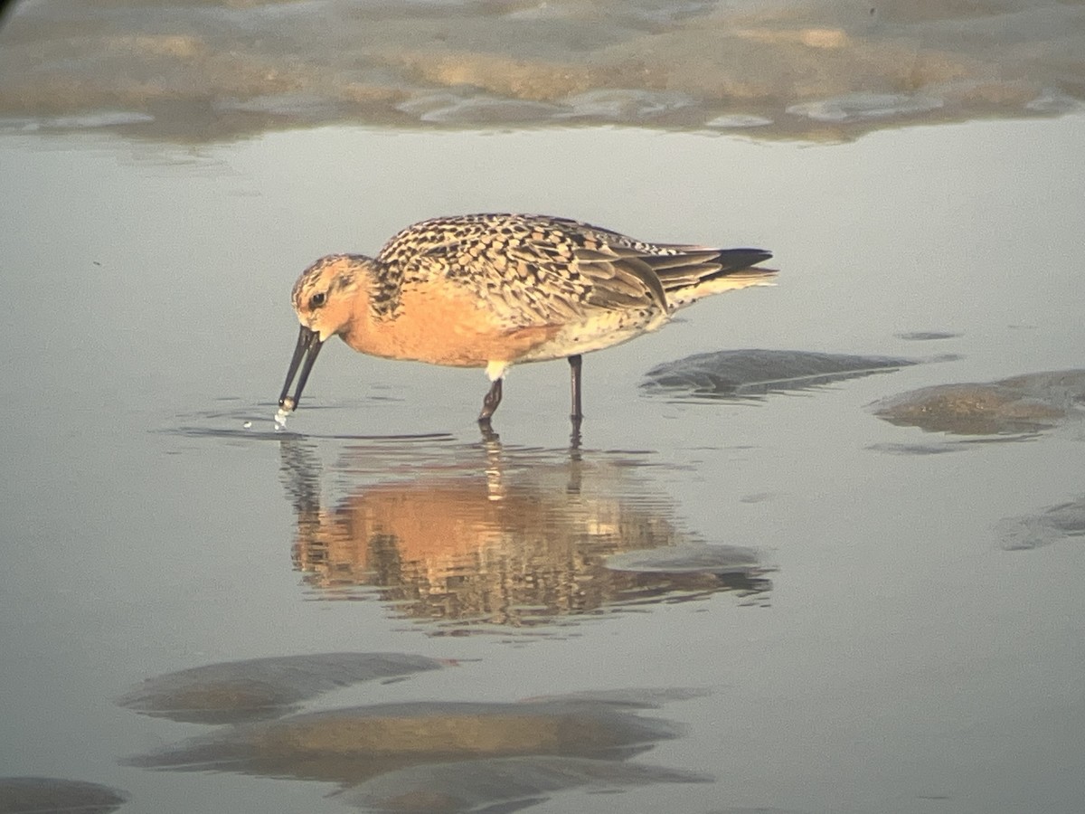 Red Knot - ML619965770