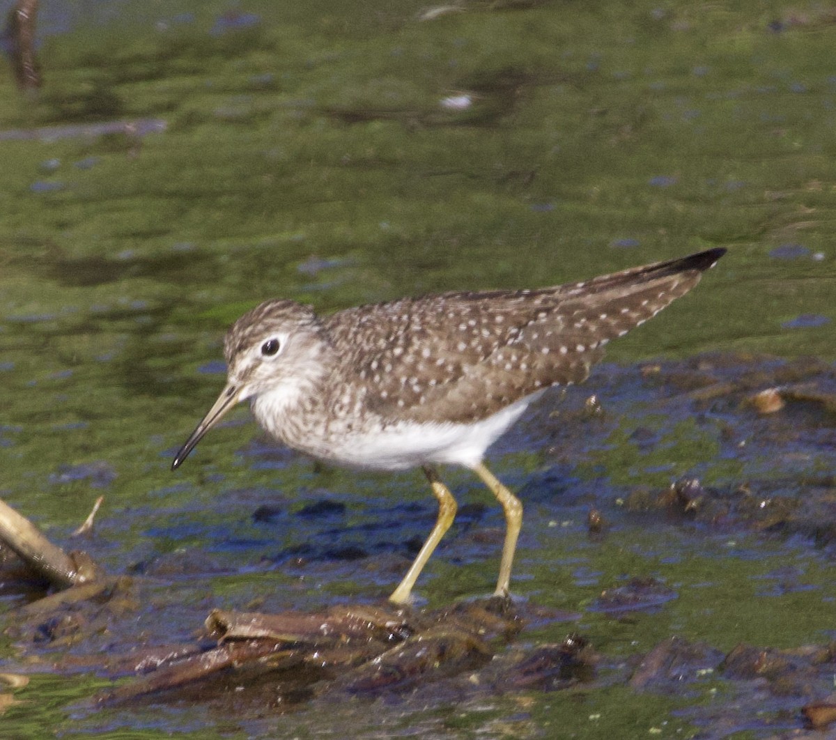 Solitary Sandpiper - ML619965780