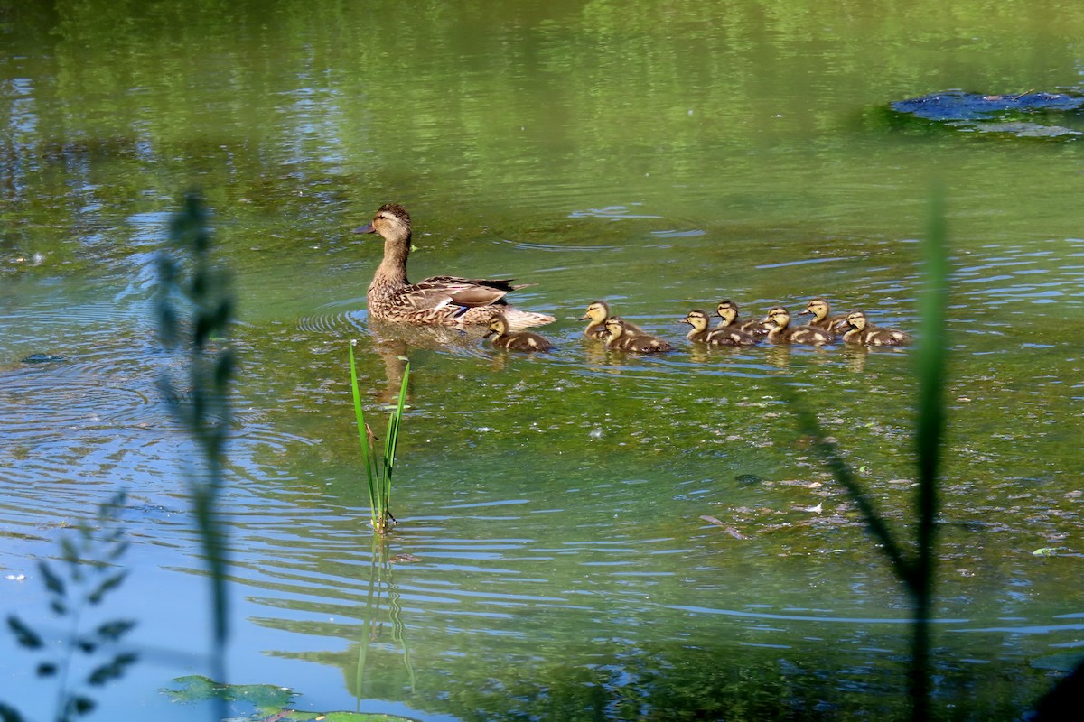 Mallard - ML619965788