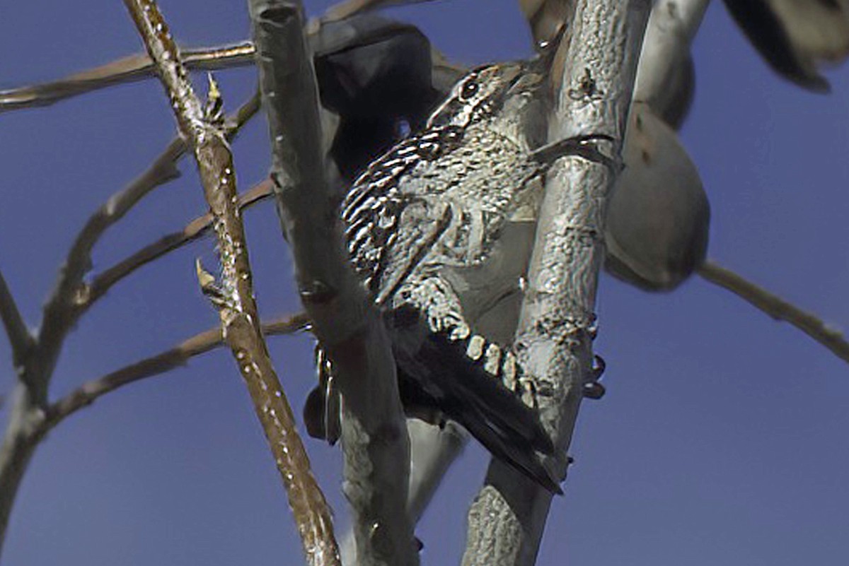 Ladder-backed Woodpecker - ML619965815