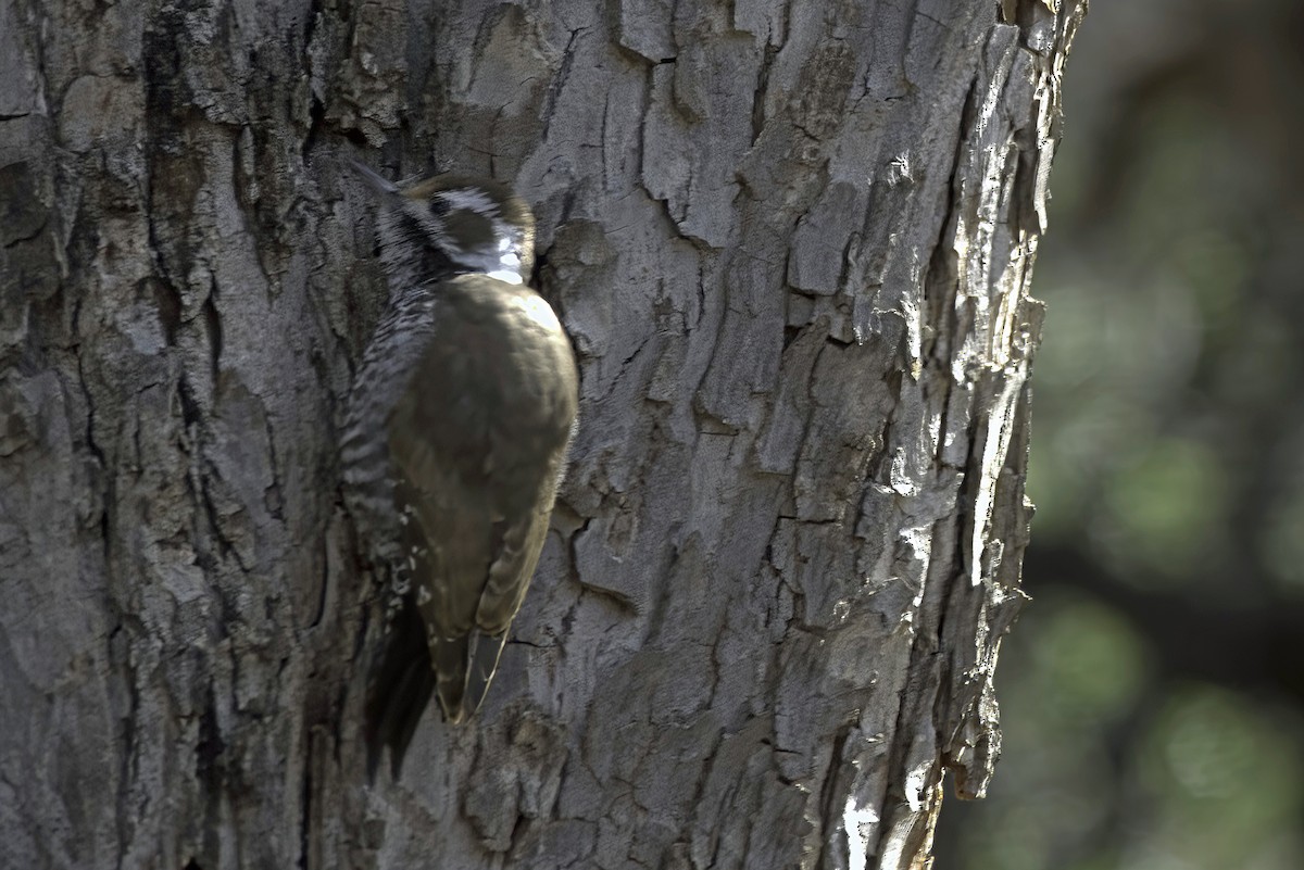 Arizona Woodpecker - ML619965832