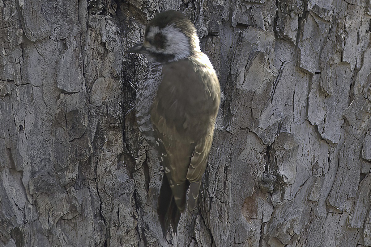 Arizona Woodpecker - ML619965841