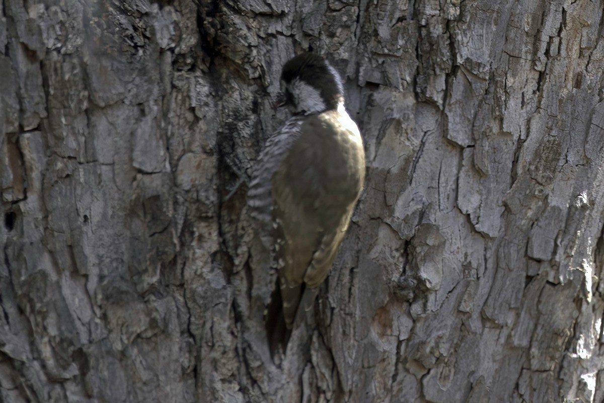 Arizona Woodpecker - ML619965846