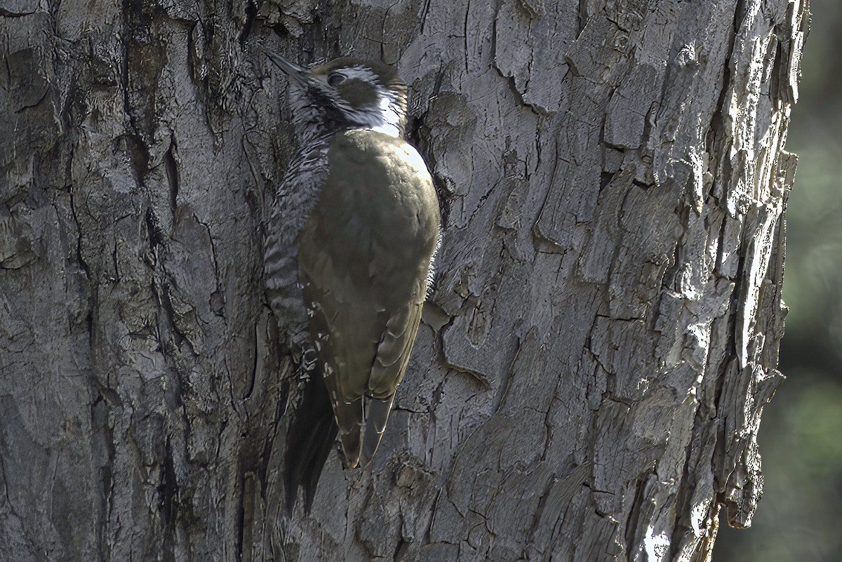 Arizona Woodpecker - ML619965847