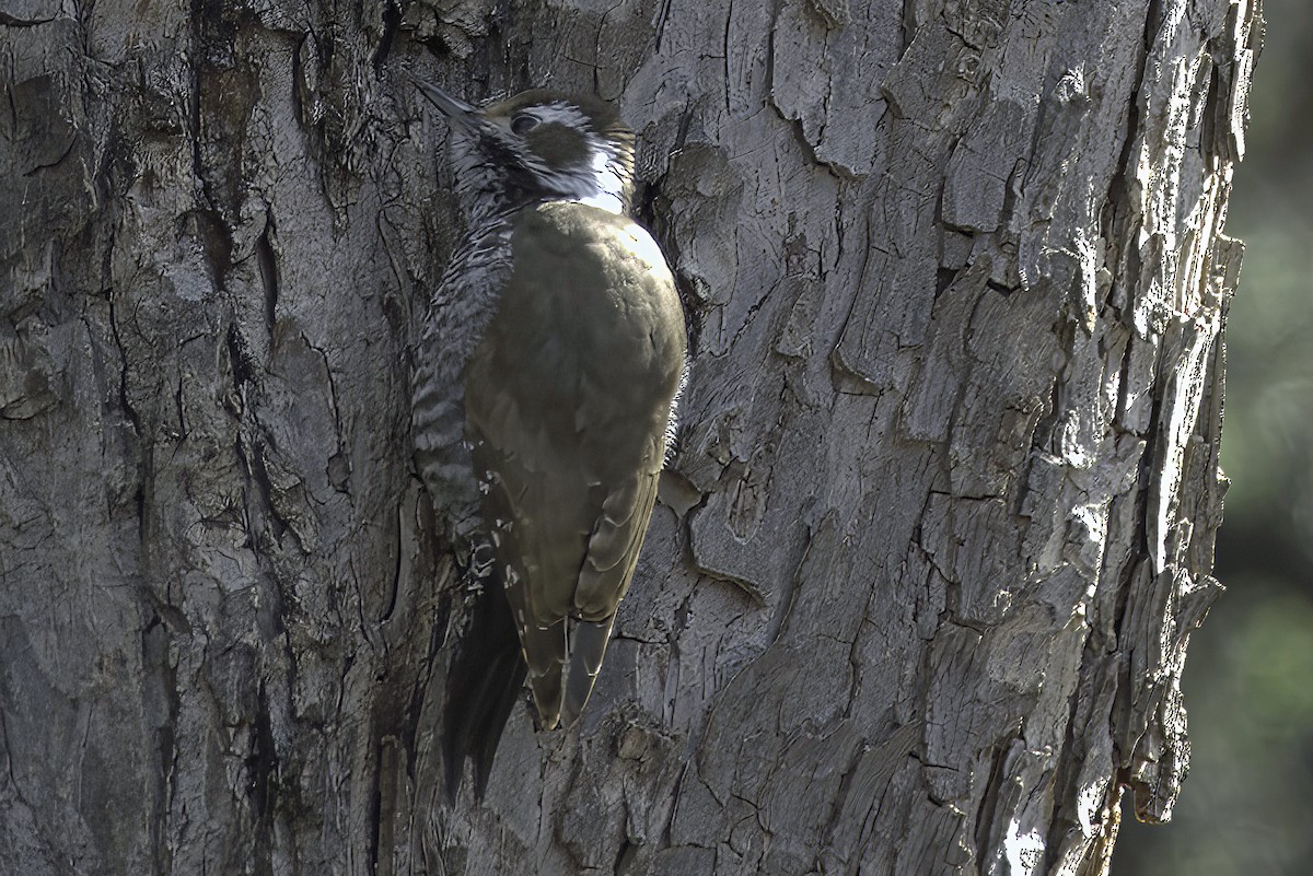Arizona Woodpecker - ML619965849