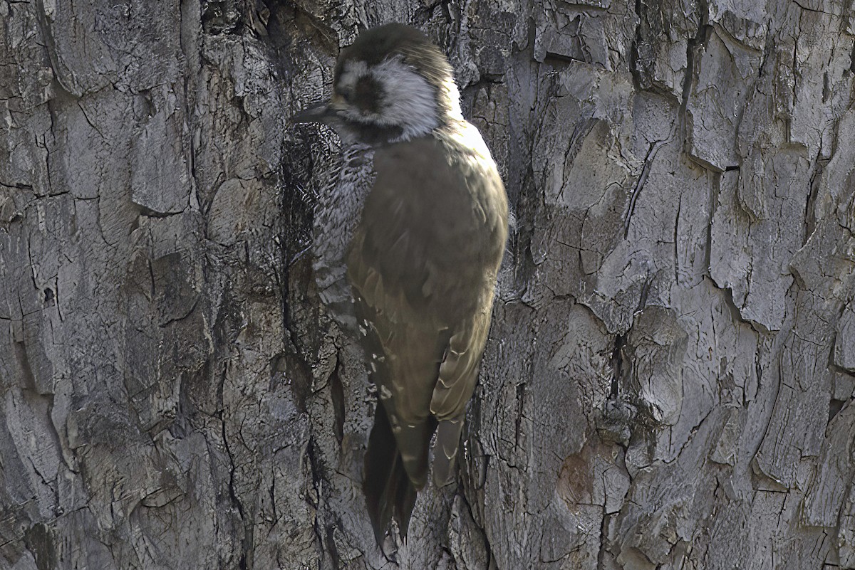 Arizona Woodpecker - ML619965850