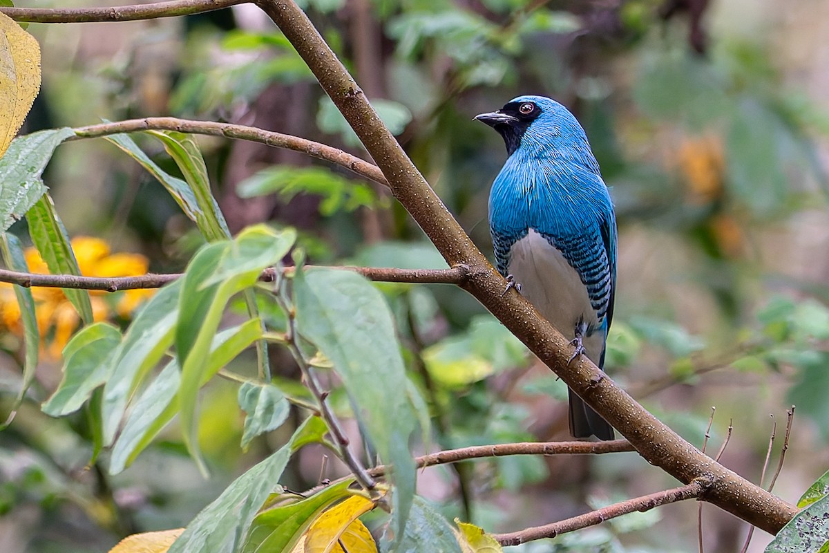 Swallow Tanager - ML619965858