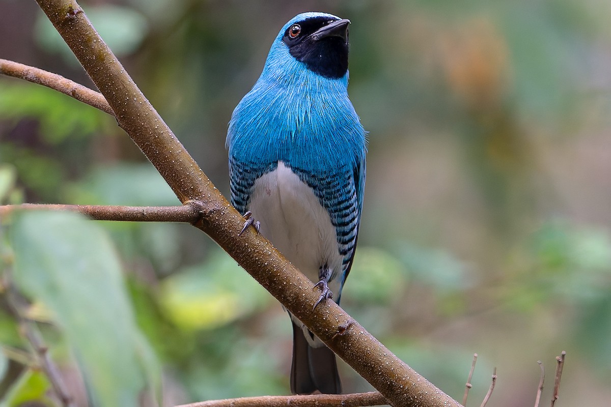 Swallow Tanager - ML619965866