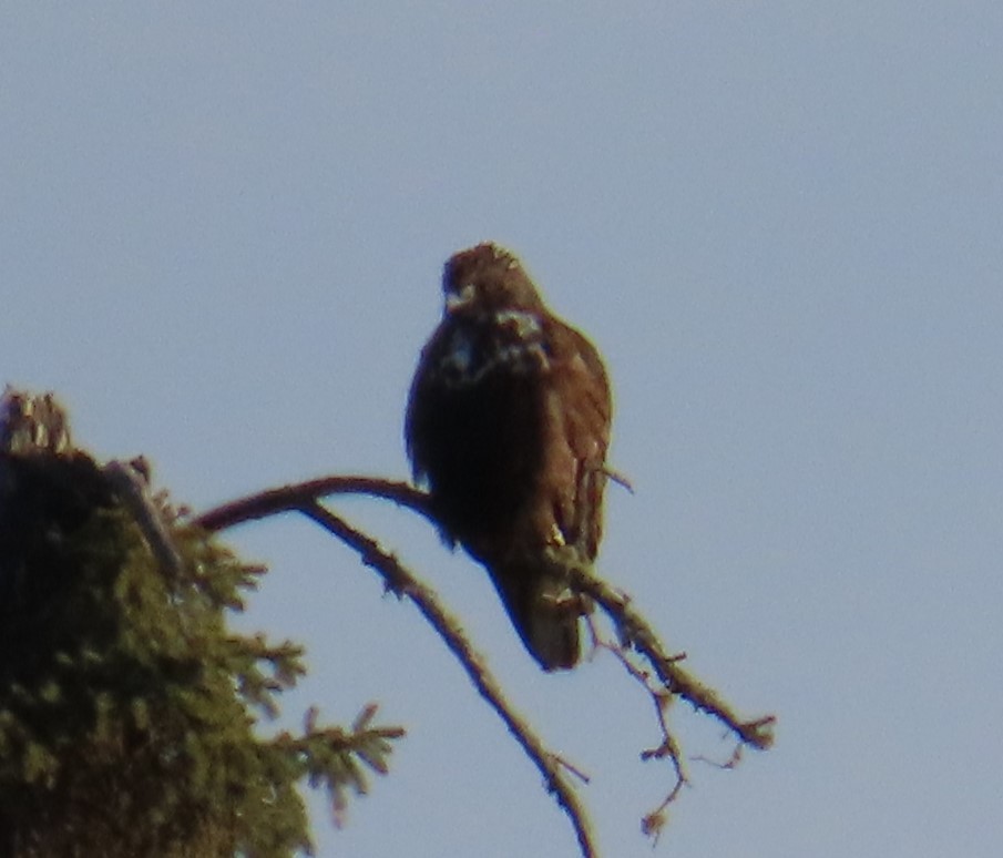 Red-tailed Hawk - ML619965873