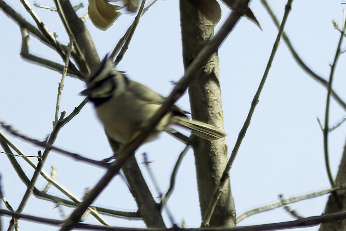 Bridled Titmouse - ML619965878